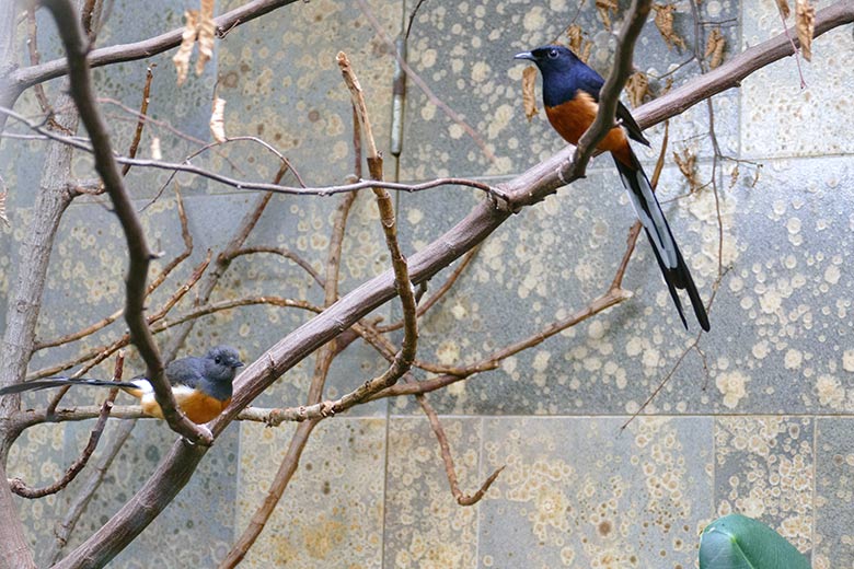 Weibliche und männliche Schamadrossel am 20. April 2022 im Vogel-Haus im Grünen Zoo Wuppertal