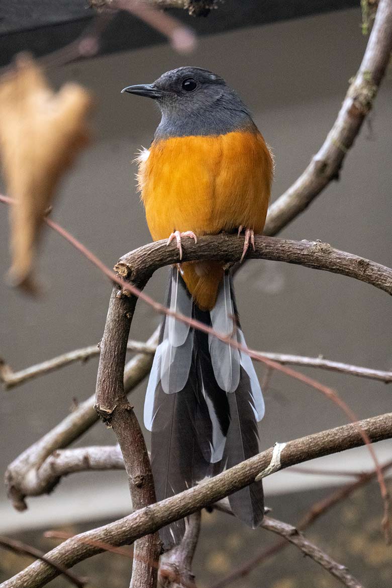 Weibliche Schamadrossel am 21. April 2022 im Vogel-Haus im Grünen Zoo Wuppertal