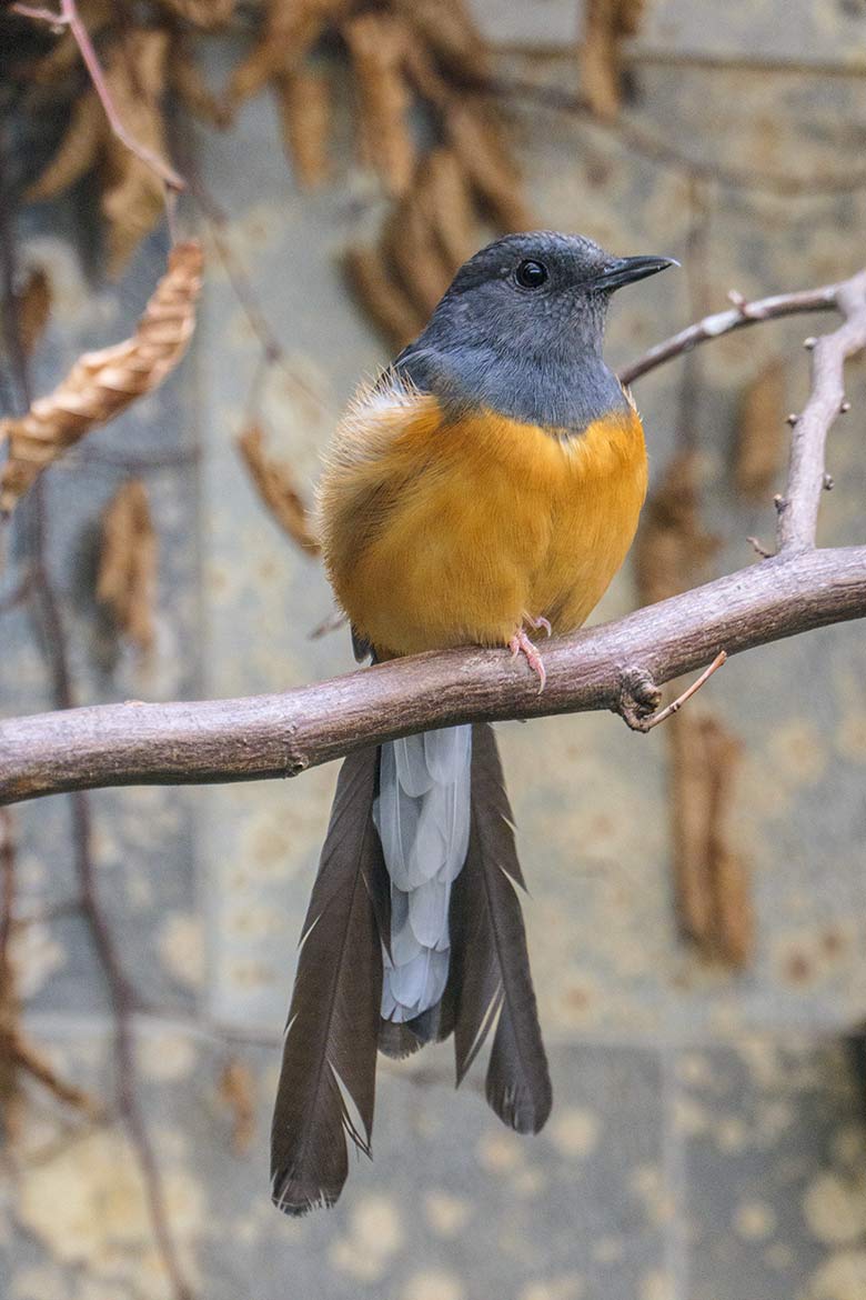 Weibliche Schamadrossel am 24. April 2022 im Vogel-Haus im Grünen Zoo Wuppertal