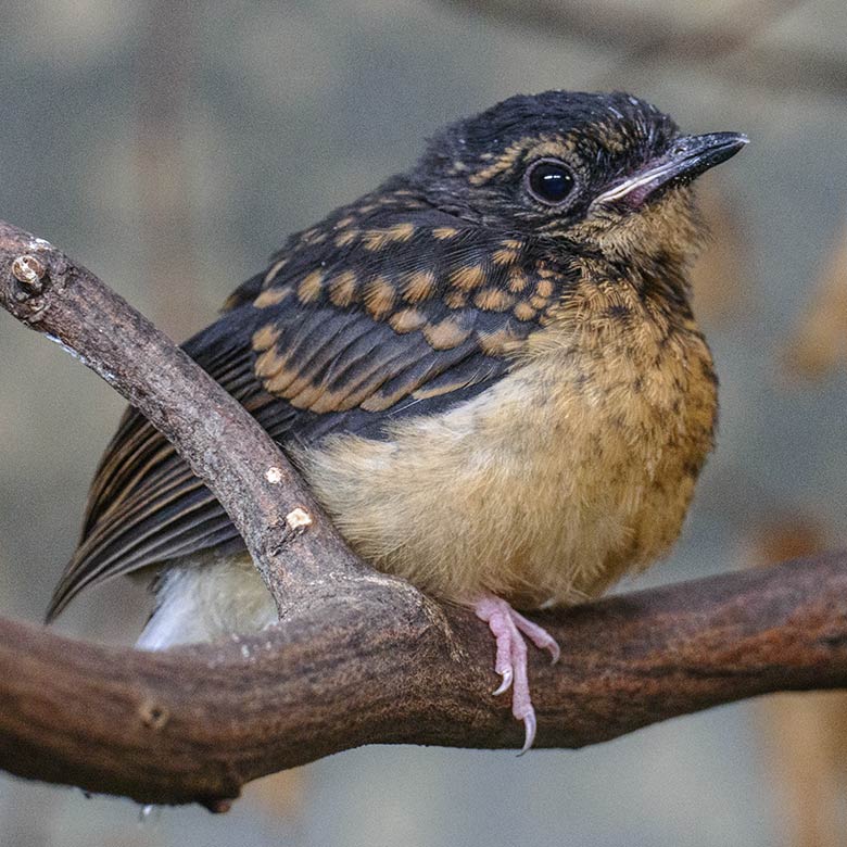 Schamadrossel-Jungtier am 5. August 2022 im Vogel-Haus im Grünen Zoo Wuppertal