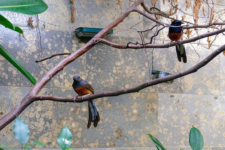 Weibliche Schamadrossel und männliche Schamadrossel (rechts) am 28. August 2022 in der Innenvoliere im Vogel-Haus im Grünen Zoo Wuppertal