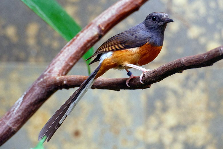 Weibliche Schamadrossel am 28. August 2022 in der Innenvoliere im Vogel-Haus im Wuppertaler Zoo