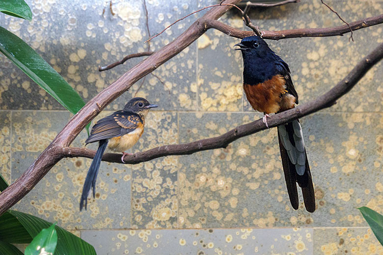 Am 23. Juli 2022 geschlüpfter Schamadrossel-Jungvogel mit der männlichen Schamadrossel am 1. September 2022 in der Innenvoliere im Vogel-Haus im Grünen Zoo Wuppertal