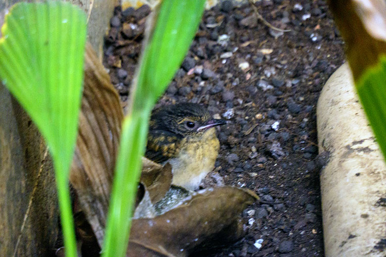 Am 25. August 2022 geschlüpftes Schamadrossel-Küken am 3. September 2022 in der Innenvoliere im Vogel-Haus im Grünen Zoo Wuppertal