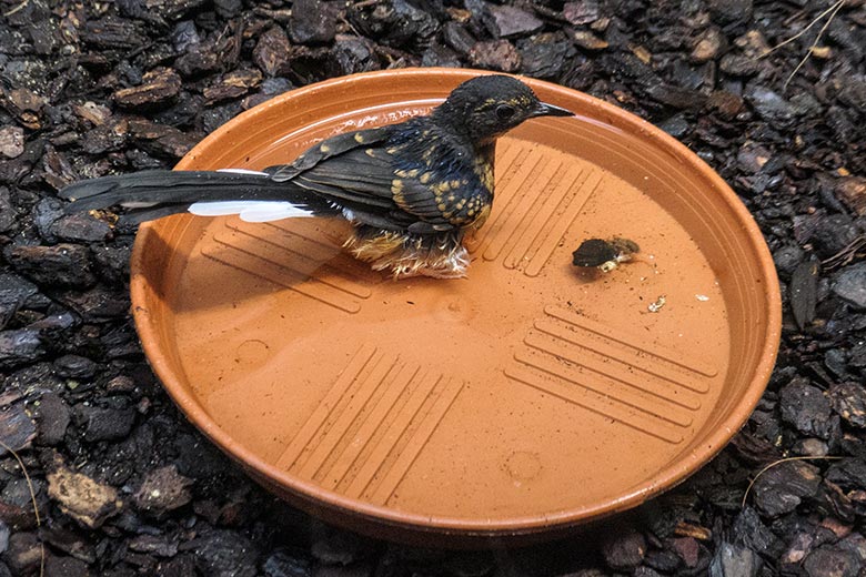 Am 23. Juli 2022 geschlüpftes Schamadrossel-Jungtier am 7. September 2022 in der Innenvoliere im Vogel-Haus im Zoologischen Garten der Stadt Wuppertal