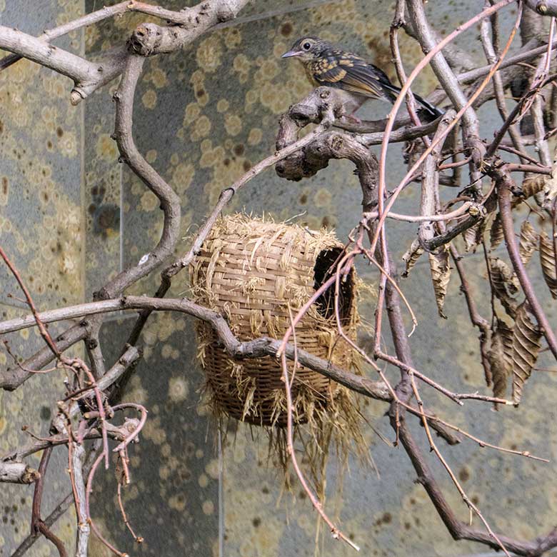 Das am 25. August 2022 geschlüpfte Schamadrossel-Küken am 16. September 2022 über dem Kugel-Nest in der Innenvoliere im Vogel-Haus im Wuppertaler Zoo