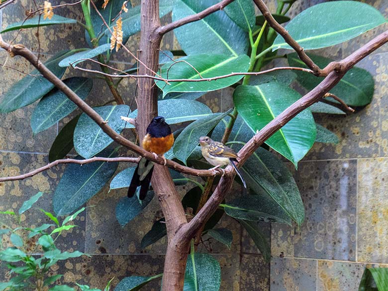 Männliche Schamadrossel (links) und das am 25. August 2022 geschlüpfte Schamadrossel-Küken am 16. September 2022 in der Innenvoliere im Vogel-Haus im Grünen Zoo Wuppertal