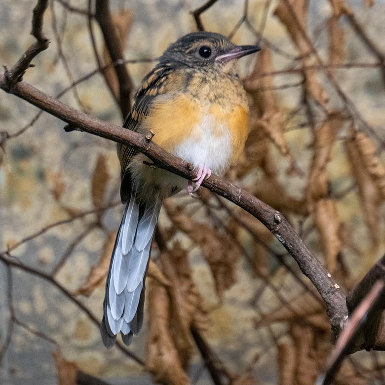 Das am 25. August 2022 geschlüpfte Schamadrossel-Jungtier am 27. September 2022 in der Innenvoliere im Vogel-Haus im Zoologischen Garten Wuppertal