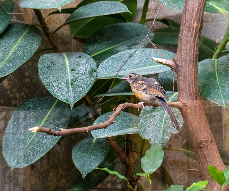 Das am 25. August 2022 geschlüpfte Schamadrossel-Jungtier am 27. September 2022 in der Innenvoliere im Vogel-Haus im Grünen Zoo Wuppertal