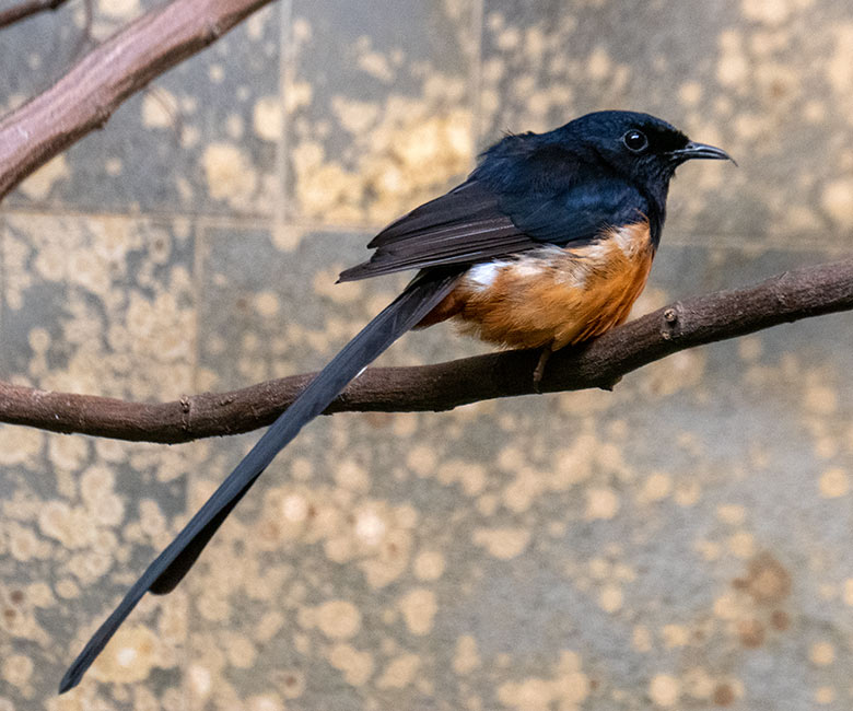 Männliche Schamadrossel am 27. September 2022 in der Innenvoliere im Vogel-Haus im Zoo Wuppertal