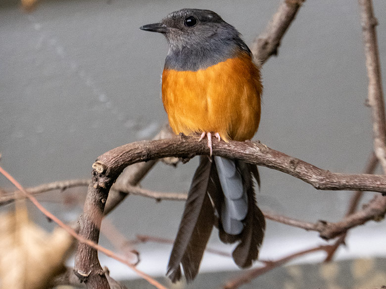 Weibliche Schamadrossel am 27. September 2022 in der Innenvoliere im Vogel-Haus im Zoologischen Garten Wuppertal