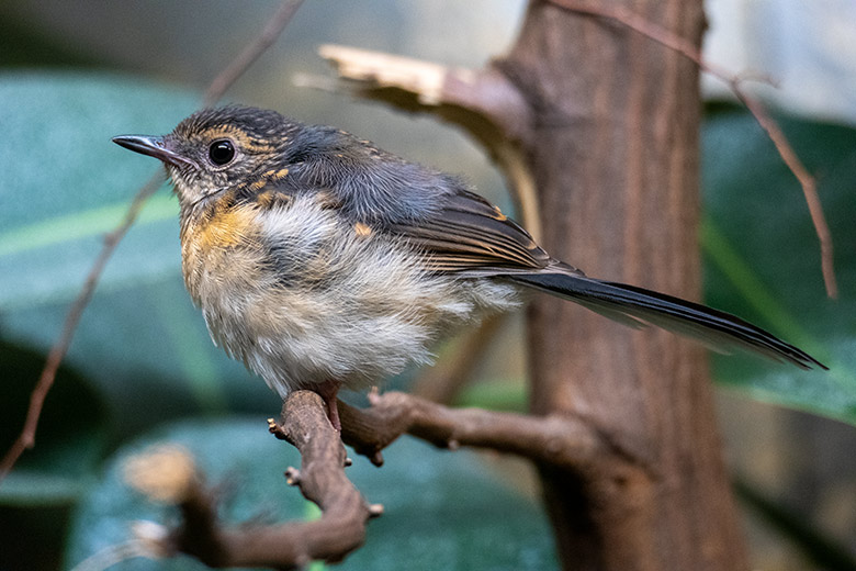 Schamadrossel-Jungtier am 11. September 2022 in einer Innenvoliere im Vogel-Haus im Wuppertaler Zoo