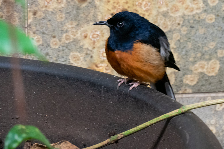 Adulte männliche Schamadrossel am 21. Oktober 2023 in einer Innenvoliere im Vogel-Haus im Zoologischen Garten Wuppertal