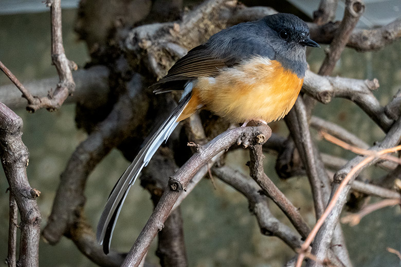 Adulte weibliche Schamadrossel am 21. Oktober 2023 in einer Innenvoliere im Vogel-Haus im Grünen Zoo Wuppertal