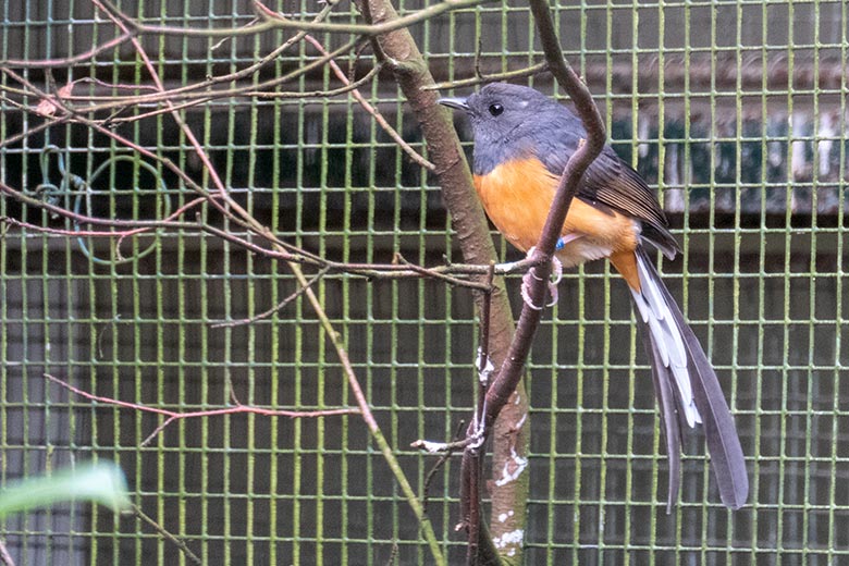 Adulte weibliche Schamadrossel am 23. Februar 2025 in der linken Außenvoliere am Vogel-Haus im Grünen Zoo Wuppertal