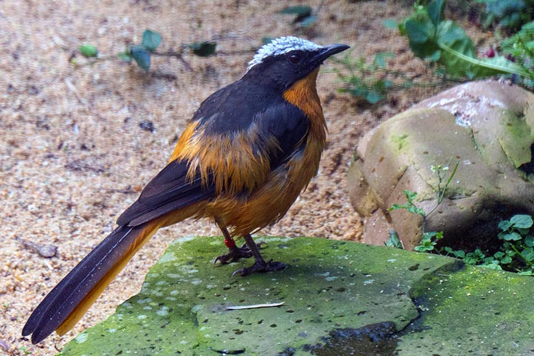 Schuppenkopfrötel am 7. Oktober 2021 in der rechten Außenvoliere am Vogel-Haus im Grünen Zoo Wuppertal