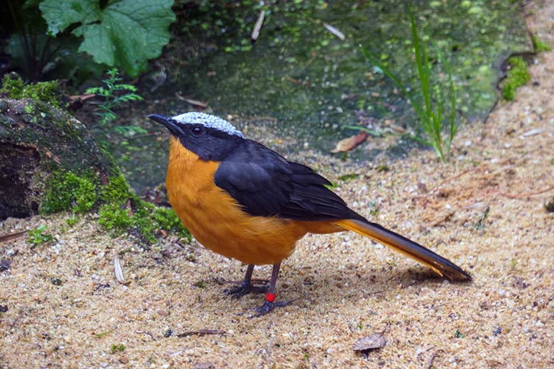 Schuppenkopfrötel am 11. Oktober 2021 in der rechten Außenvoliere am Vogel-Haus im Wuppertaler Zoo