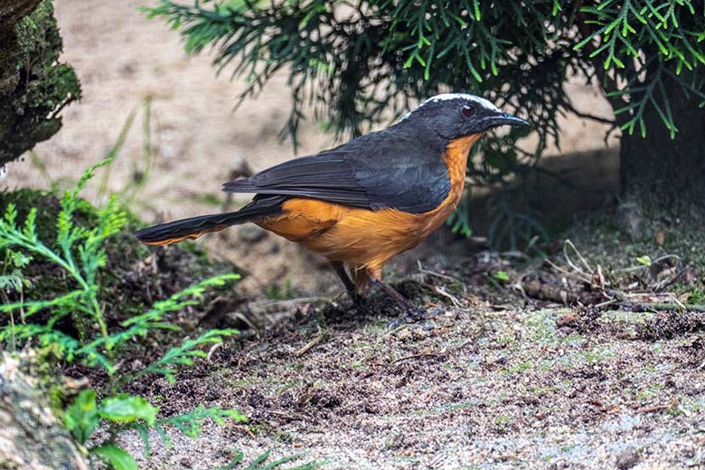 Schuppenkopfrötel am 7. Juni 2022 in der rechten Außenvoliere am Vogel-Haus im Zoologischen Garten Wuppertal