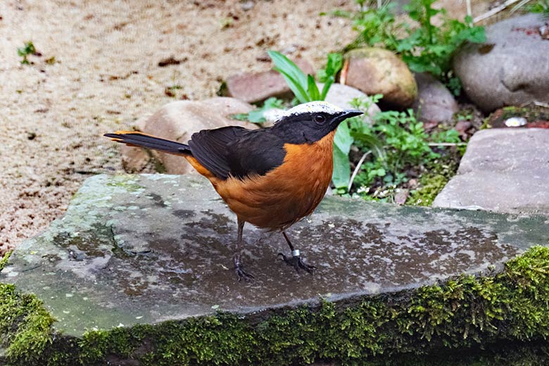 Schuppenkopfrötel am 29. April 2023 in der rechten Außenvoliere am Vogel-Haus im Wuppertaler Zoo