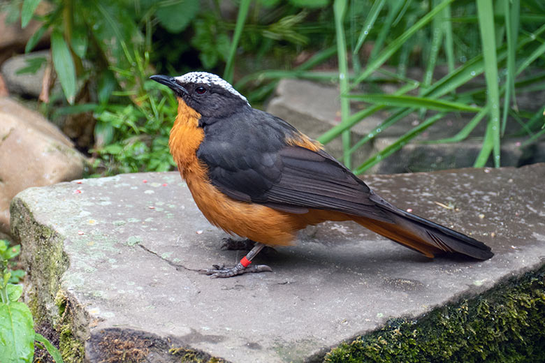 Adulter Schuppenkopfrötel am 7. Juni 2023 in einer Außenvoliere am Vogel-Haus im Wuppertaler Zoo