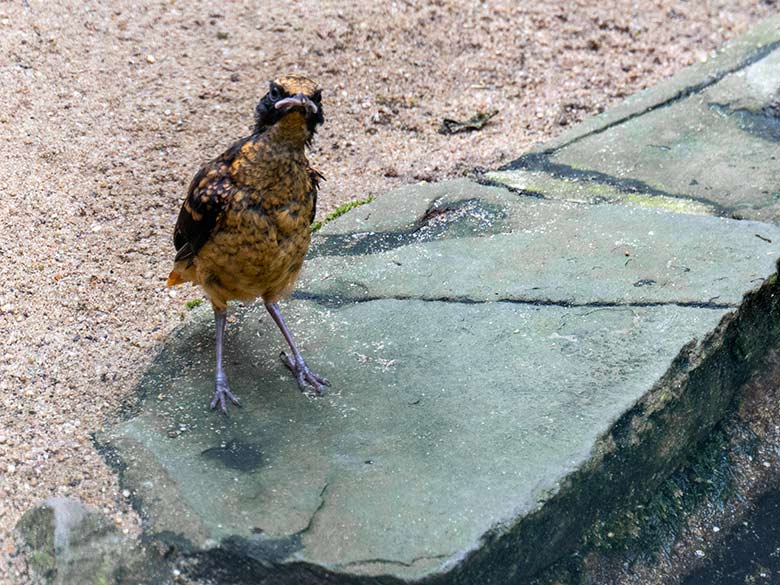Schuppenkopfrötel-Jungtier am 27. September 2023 in einer Außenvoliere am Vogel-Haus im Grünen Zoo Wuppertal