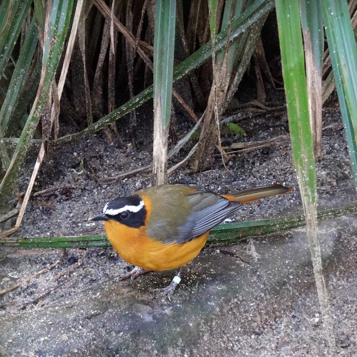 Weißbrauenrötel im Wuppertaler Zoo im Februar 2016