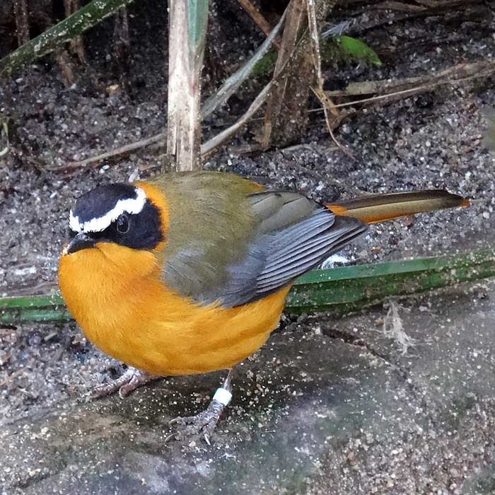 Weißbrauenrötel im Wuppertaler Zoo im Februar 2016