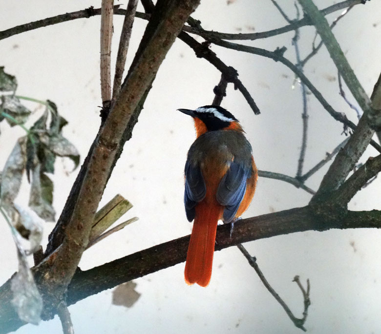 Weißbrauenrötel am 13. September 2016 in einer Außenvoliere am Vogelhaus im Zoologischen Garten der Stadt Wuppertal