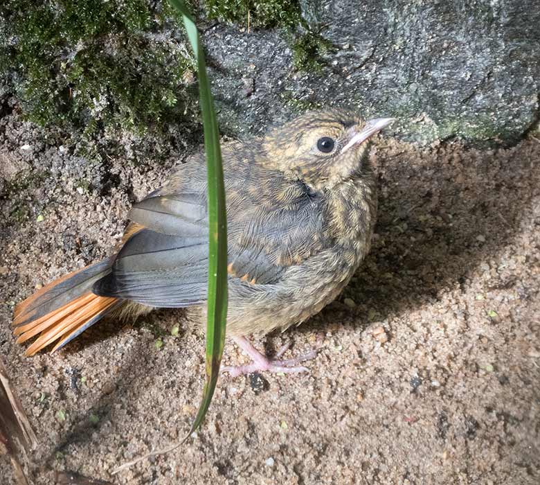 Weißbrauenrötel Jungtier am 3. Oktober 2018 in der Außenvoliere am Vogelhaus im Grünen Zoo Wuppertal