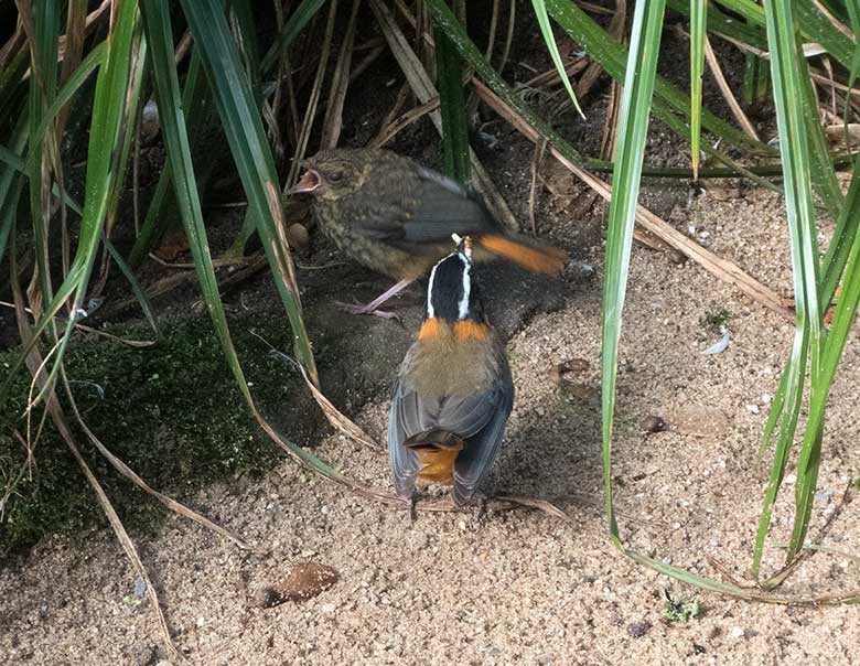 Weißbrauenrötel mit Jungtier am 3. Oktober 2018 in der Außenvoliere am Vogelhaus im Zoologischen Garten Wuppertal