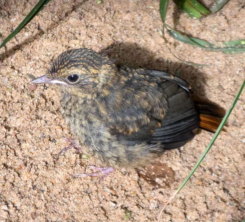 Weißbrauenrötel Jungtier am 3. Oktober 2018 in der Außenvoliere am Vogelhaus im Wuppertaler Zoo