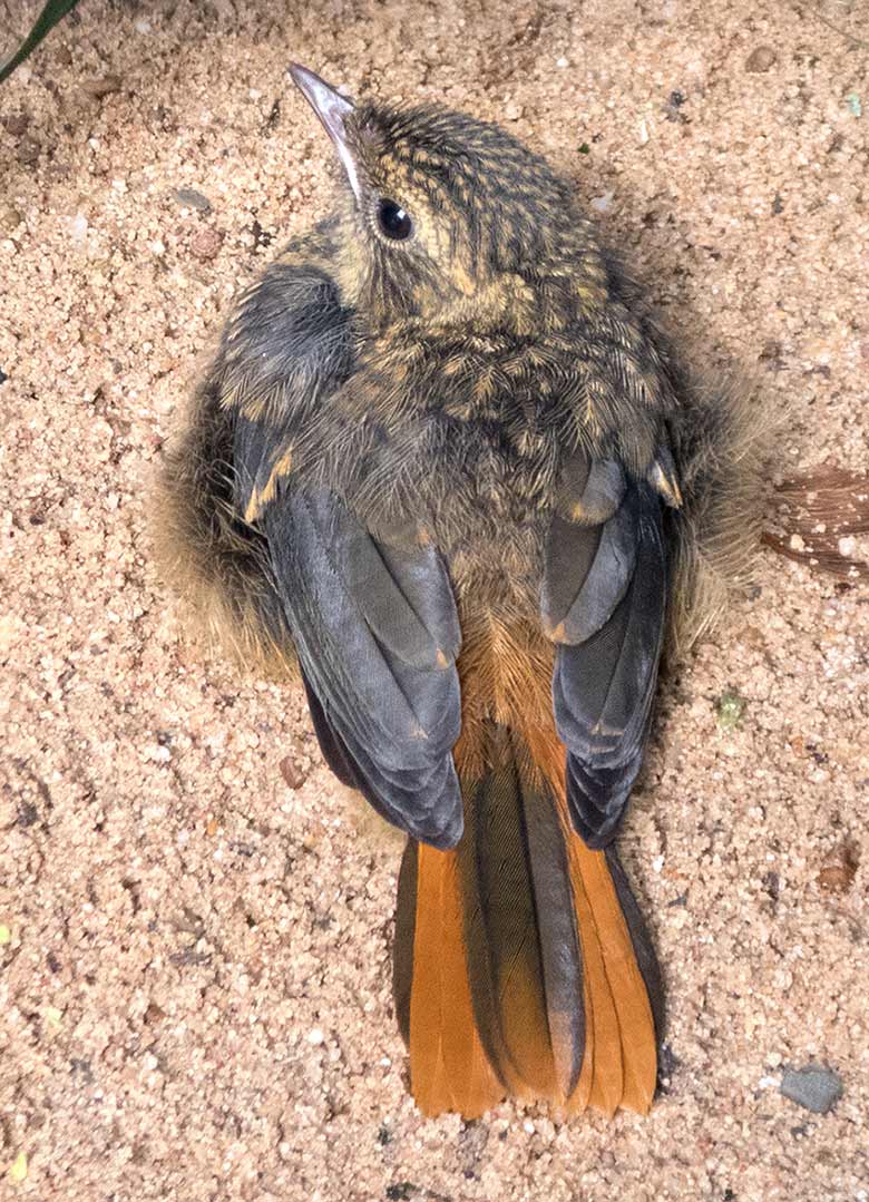 Weißbrauenrötel Jungtier am 3. Oktober 2018 in der Außenvoliere am Vogelhaus im Zoologischen Garten der Stadt Wuppertal