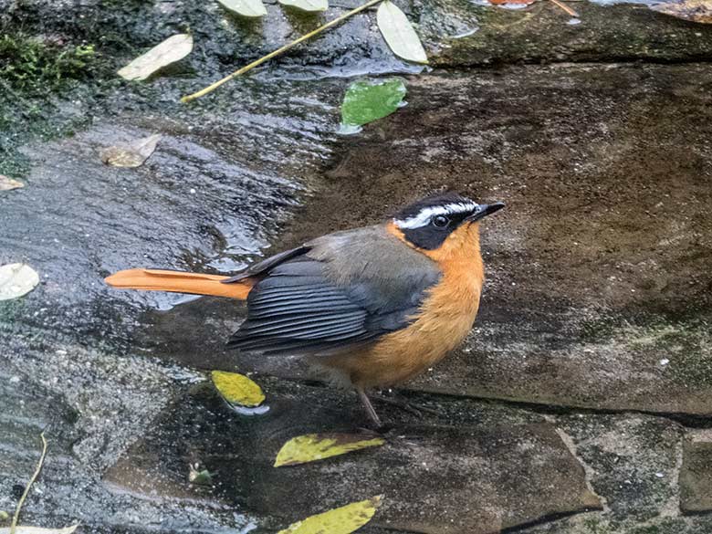 Weißbrauenrötel am 9. November 2019 in einer Außenvoliere am Vogel-Haus im Wuppertaler Zoo