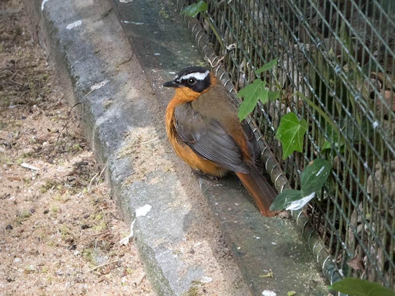 Weißbrauenrötel am 18. Mai 2020 in einer Außenvoliere am Vogel-Haus im Zoologischen Garten Wuppertal