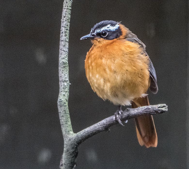 Weißbrauenrötel am 8. Juni 2020 in einer Außenvoliere am Vogel-Haus im Grünen Zoo Wuppertal