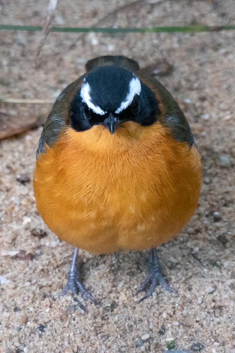 Weißbrauenrötel am 25. September 2020 in einer Außenvoliere am Vogel-Haus im Zoologischen Garten Wuppertal