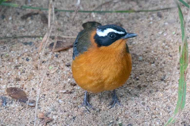 Weißbrauenrötel am 25. September 2020 in einer Außenvoliere am Vogel-Haus im Zoo Wuppertal