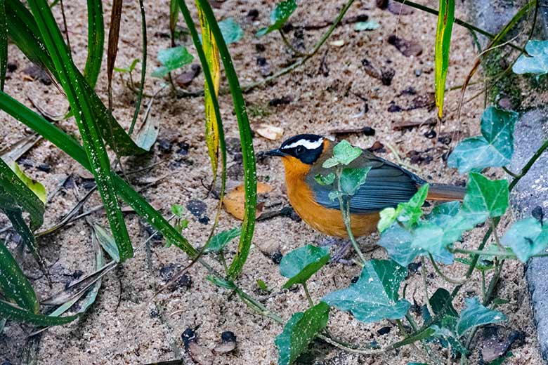 Weißbrauenrötel am 24. Oktober 2020 in einer Außenvoliere am Vogel-Haus im Grünen Zoo Wuppertal