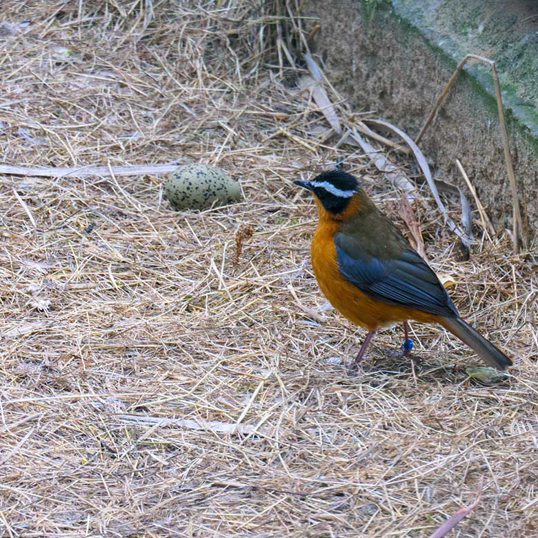 Weißbrauenrötel am 3. Mai 2021 in der linken Außenvoliere am Vogel-Haus im Grünen Zoo Wuppertal