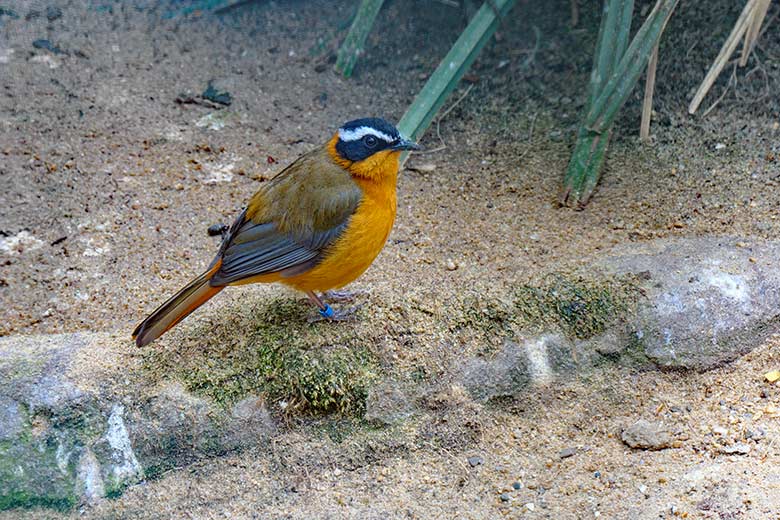 Weißbrauenrötel am 3. Mai 2021 in der linken Außenvoliere am Vogel-Haus im Wuppertaler Zoo