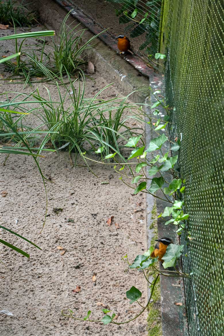 Weißbrauenrötel-Zucht-Paar am 7. September 2022 in einer Außenvoliere am Vogel-Haus im Wuppertaler Zoo