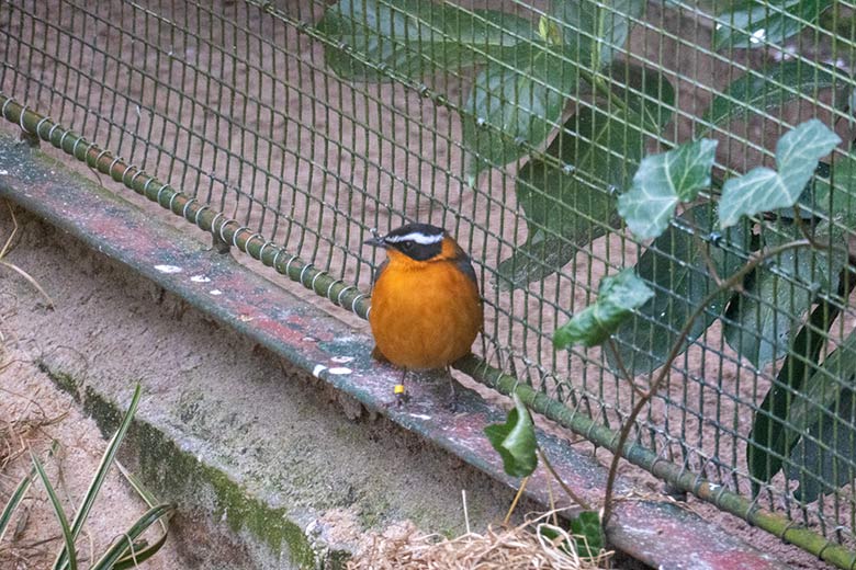 Weißbrauenrötel am 28. März 2023 in einer Außenvoliere am Vogel-Haus im Zoo Wuppertal