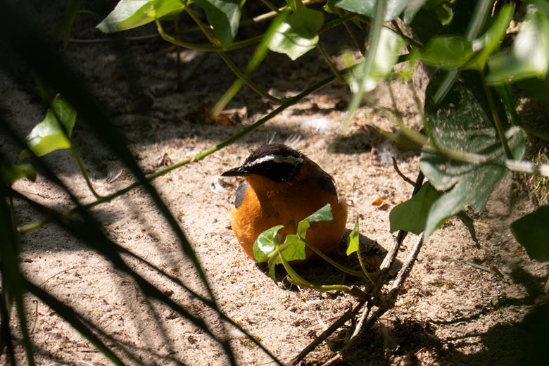 Weißbrauenrötel-Jungtier am 26. Juni 2023 in einer Außenvoliere am Vogel-Haus im Grünen Zoo Wuppertal