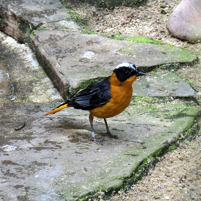 Weißscheitelrötel im Wuppertaler Zoo im April 2012