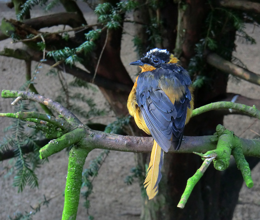 Weißscheitelrötel im Zoo Wuppertal im November 2012