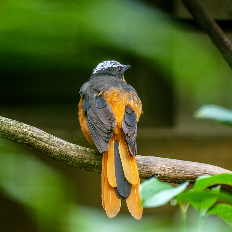 Weißscheitelrötel am 20. August 2021 in der rechten Außenvoliere am Vogel-Haus im Grünen Zoo Wuppertal