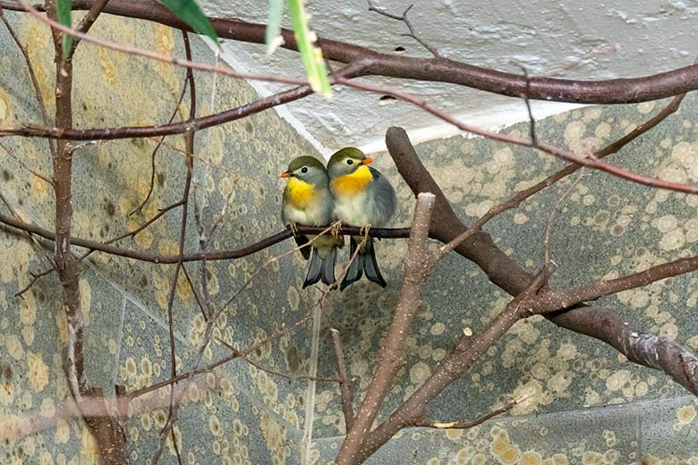 Zwei China-Nachtigallen am 22. Januar 2022 im Vogel-Haus im Grünen Zoo Wuppertal