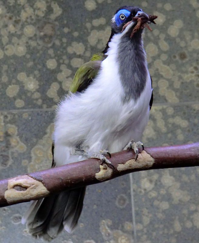 Blauohr-Honigfresser im Zoologischen Garten Wuppertal im Januar 2012