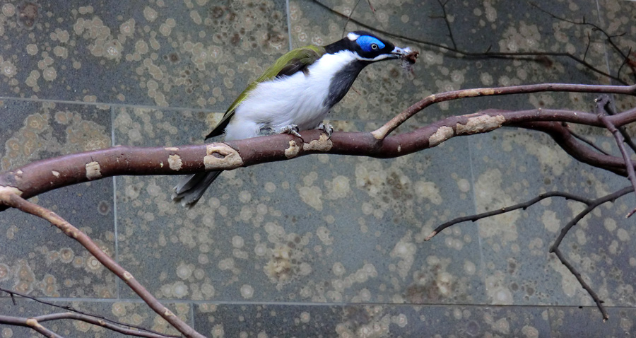 Blauohr-Honigfresser im Zoo Wuppertal im Februar 2012