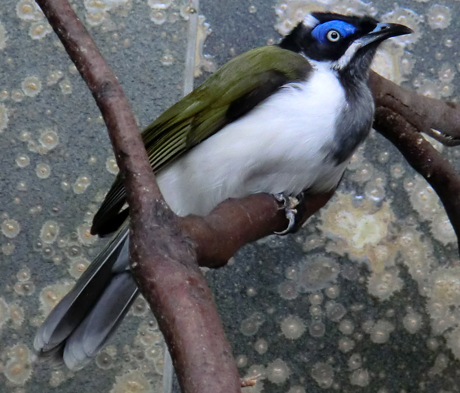 Blauohr-Honigfresser im Wuppertaler Zoo im Februar 2012